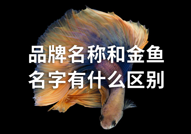 品牌命名公司：品牌名稱和金魚名字有什么區(qū)別？
