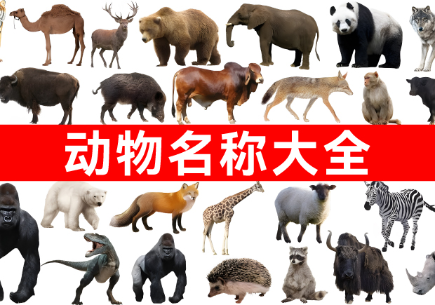 我們正在構(gòu)建網(wǎng)絡(luò)上最全面的動(dòng)物名稱庫！.jpg